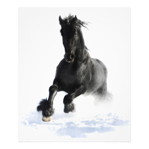 Foto Cavalo Negro Frísia Na Neve