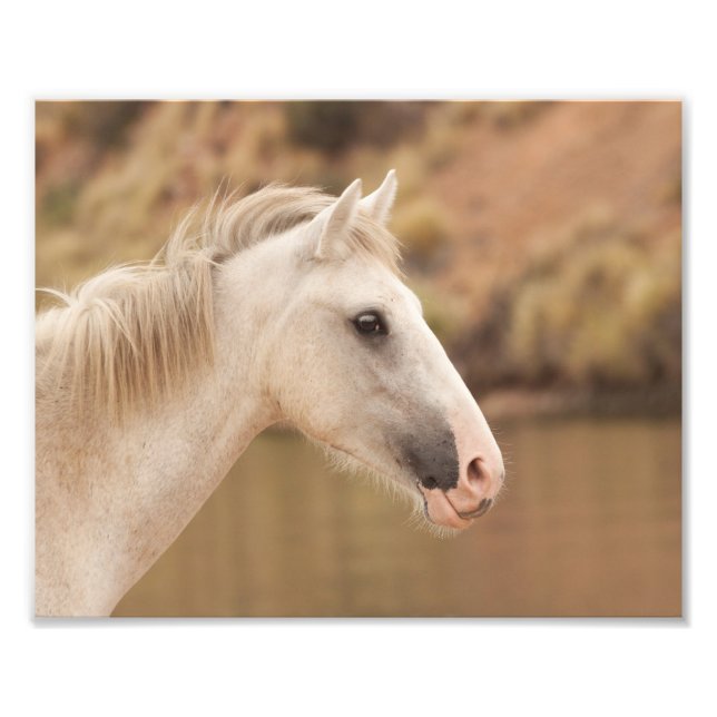 Foto Cavalo Selvagem Branco (Frente)