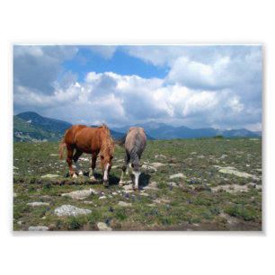 Foto Cavalos