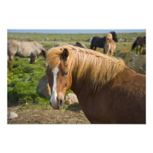 Foto Cavalos islandeses no nordeste da Islândia.