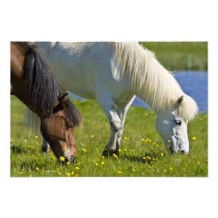 Foto Cavalos islandeses no oeste da Islândia.