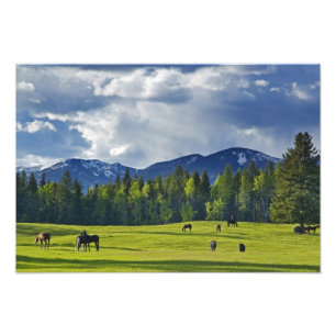 Foto Cavalos pastam em pasto perto de Whitefish,