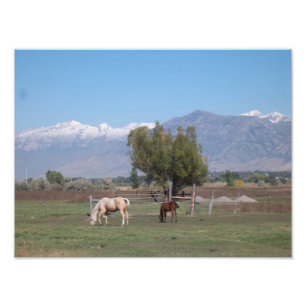 Foto Cavalos que pastam