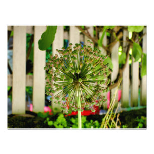 Foto Cebola Ornamental