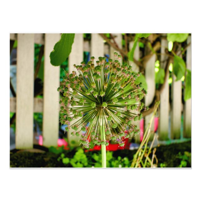 Foto Cebola Ornamental (Frente)
