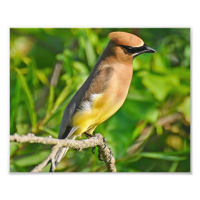 Foto Cedar Waxwing Photo Impressão (Frente)