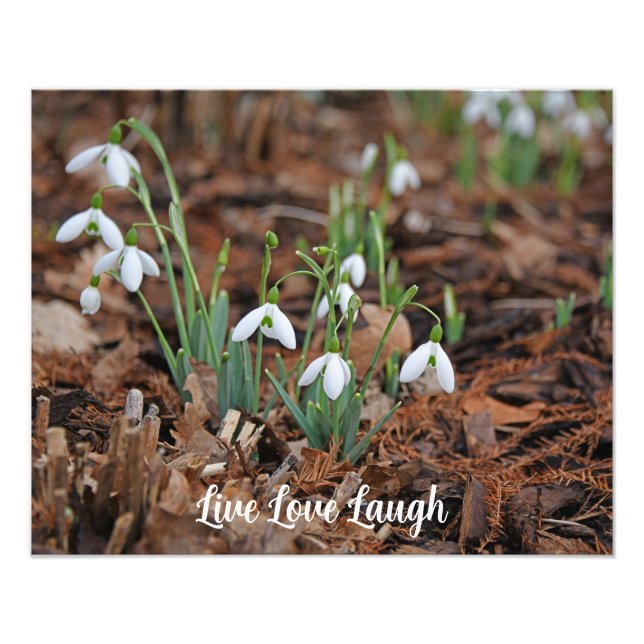 Foto Celebração Da Vida Por Crise Branca (Frente)