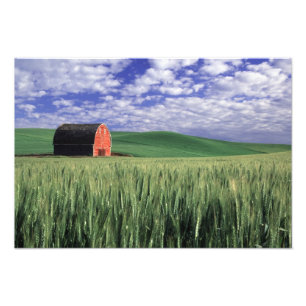 Foto Celeiro vermelho no campo do trigo & da cevada em