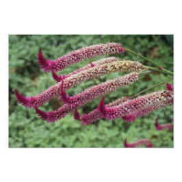 Foto Celosia 19"x13"