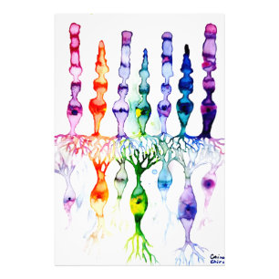 Foto Células de cone e neurônio bipolar da retina