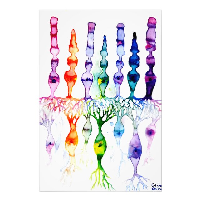 Foto Células de cone e neurônio bipolar da retina (Frente)