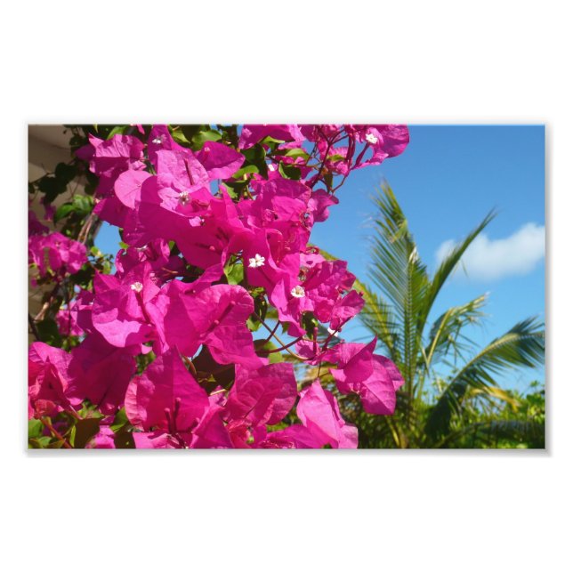 Foto Cena da Natureza Tropical de Bougainvillea e Palm  (Frente)