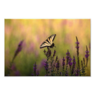 Foto Cena de Verão, Borboleta e Loosestrife