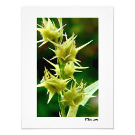 Foto Cenchrus Echinatos.