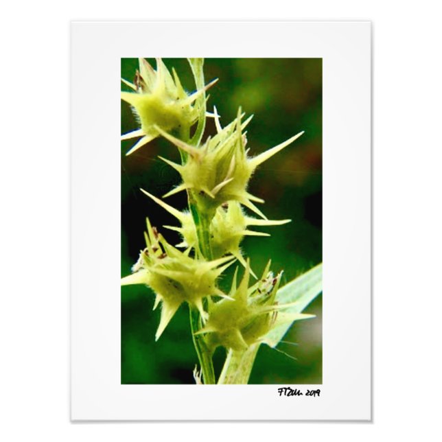 Foto Cenchrus Echinatos. (Frente)