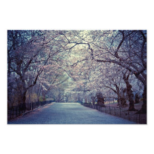Foto Central Park Cherry Blossom