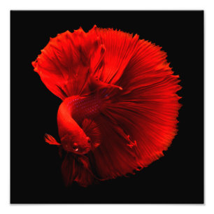 Foto Centro de Peixes Vermelhos