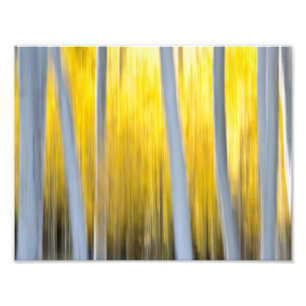Foto Cercado por árvores de Aspen