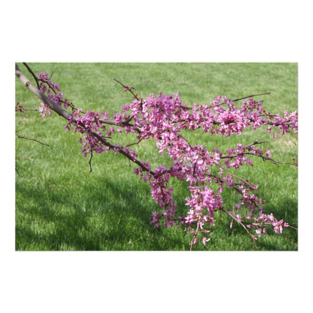 Foto Cercis de 36"x24" Vermelho (Frente)