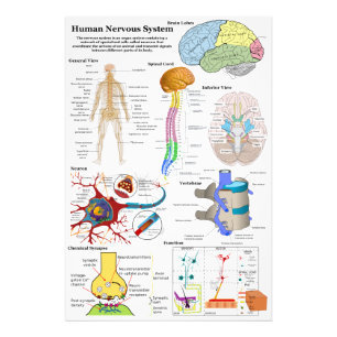 Foto Cérebro humano e diagrama de sistema nervoso
