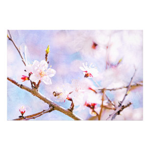 Foto Cereja japonesa - Sakura na flor