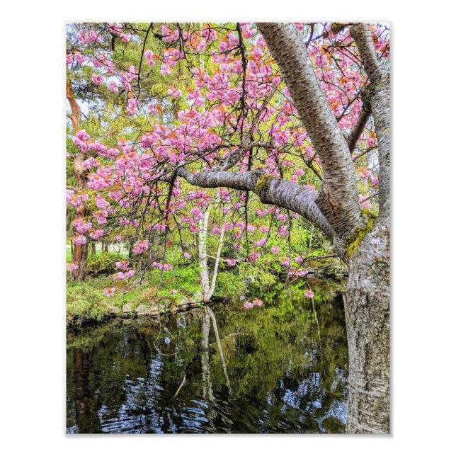 Foto Cerejeiras Rosas ao Longo do Lago (Frente)