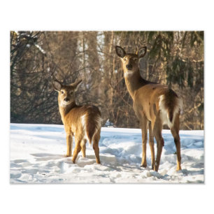 Foto Cervos de Whitetail na neve