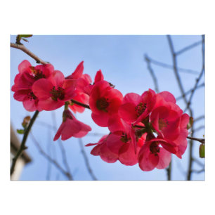 Foto Chaenomeles speciosa