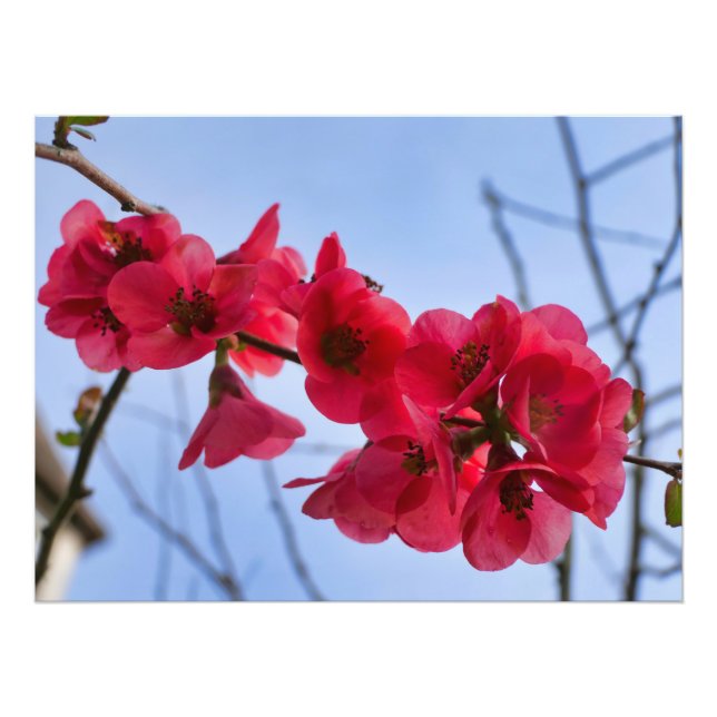Foto Chaenomeles speciosa (Frente)