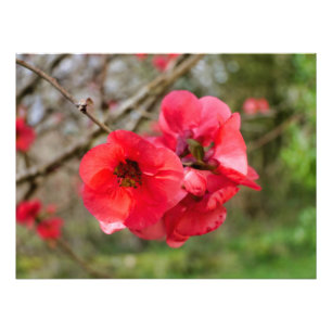 Foto Chaenomeles speciosa
