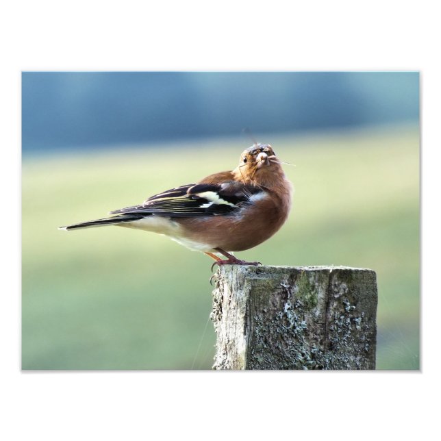 FOTO CHAFFINCH (Frente)