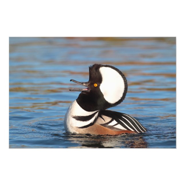Foto Chamada de Merganser Hooded (Frente)