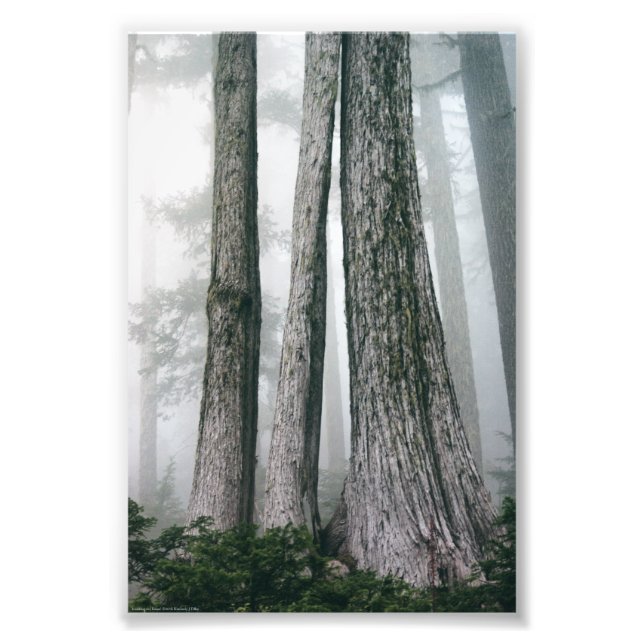 Foto Chamando a Floresta (Frente)