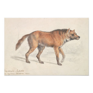 Foto Charles Hamilton Smith - Lobo Maned