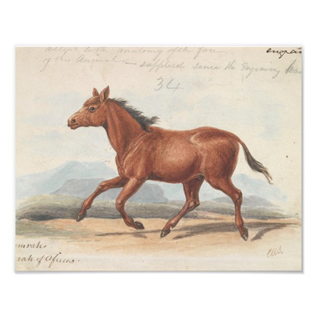 Foto Charles Hamilton Smith - O Cavalo de Koomrah (Frente)
