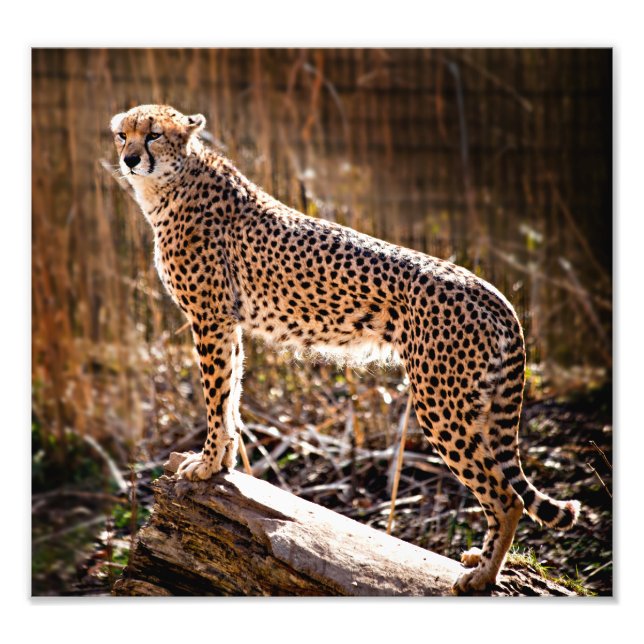Foto Cheetah (Frente)