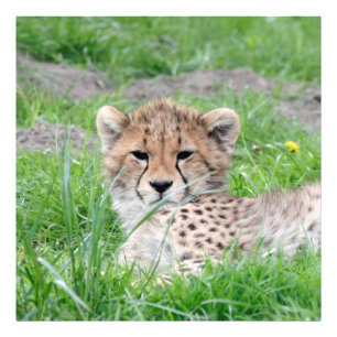 Foto Cheetah20150904