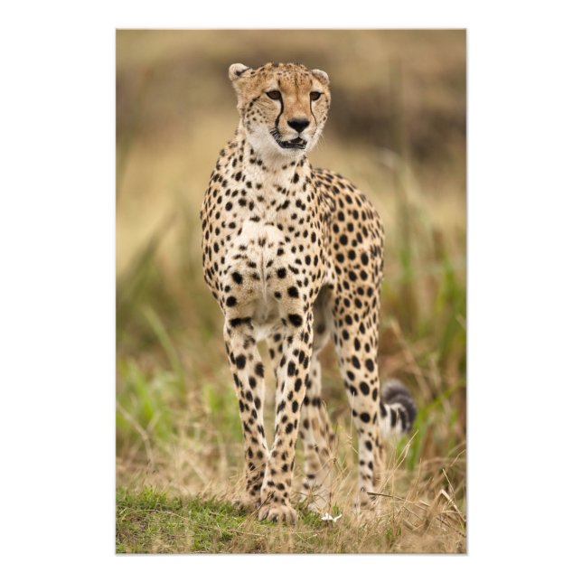 Foto Cheetah, Acinonyx jubatus, no Masai Mara (Frente)