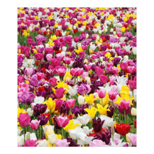 Foto cheio de tulipas