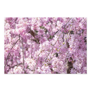 Foto Cherry Blossom Primavera