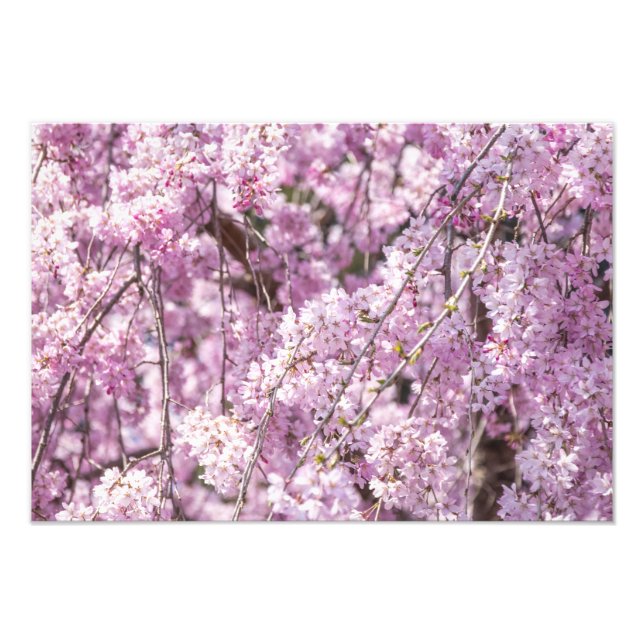 Foto Cherry Blossom Primavera (Frente)