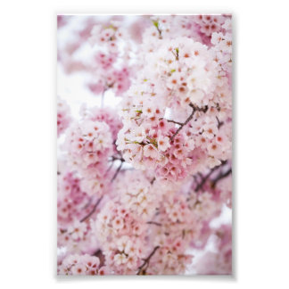 Foto Cherry Blossoms