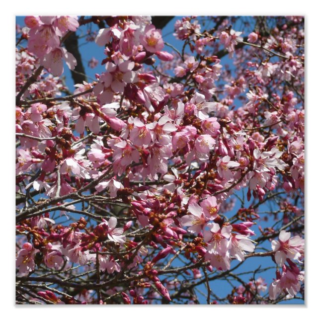 Foto Cherry Blossoms e Blue Sky Primavera Floral (Frente)