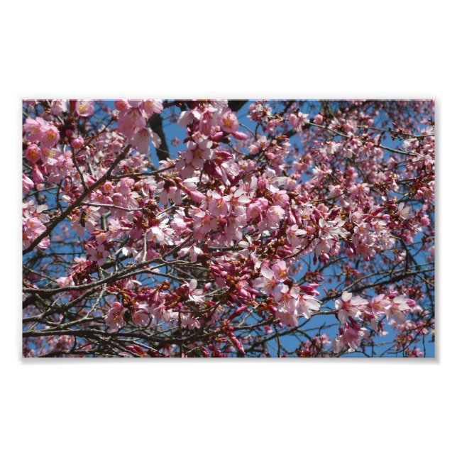 Foto Cherry Blossoms e Blue Sky Primavera Floral (Frente)