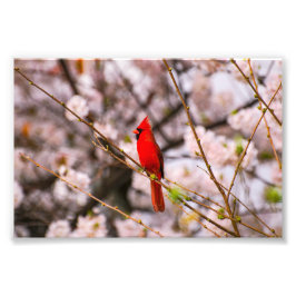 Foto Cherry Tree Bird