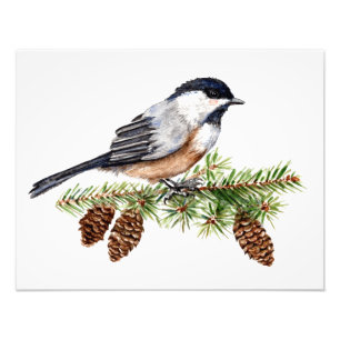 Foto Chickadee do inverno