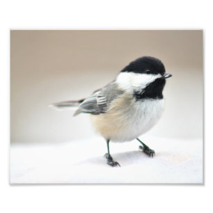 Foto Chickadee feche