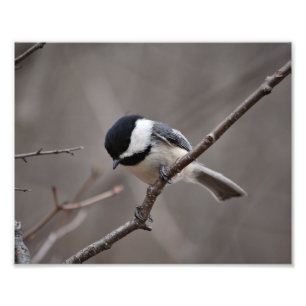 Foto Chickadee tampado preto