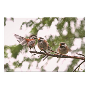 Foto Chickadees do bebê e pássaro da mãe