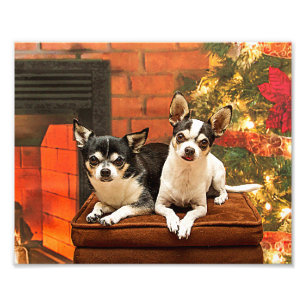 Foto Chihuahua do Natal